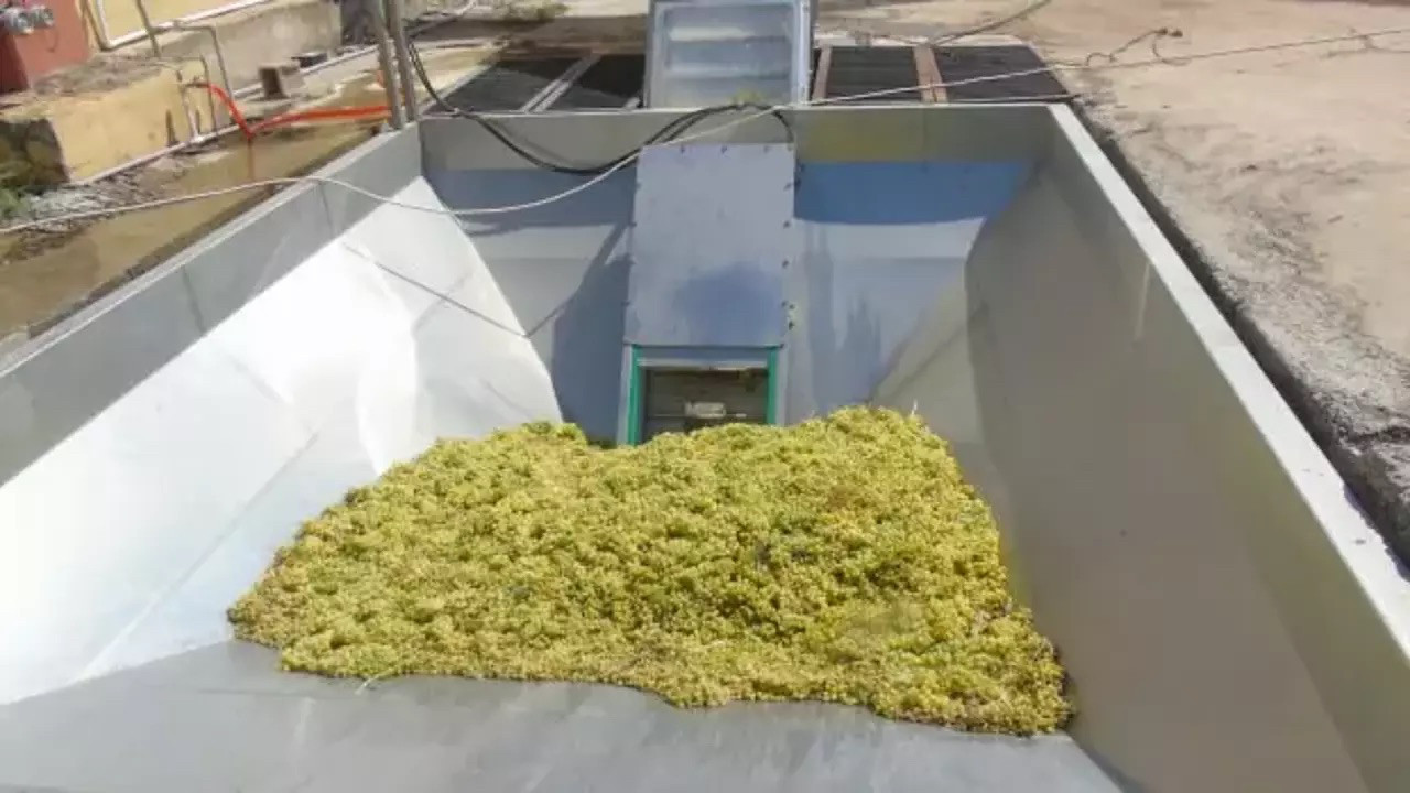 Gaziantep’in İslahiye ilçesinde üretiliyor! Kurutma zamanı geldi