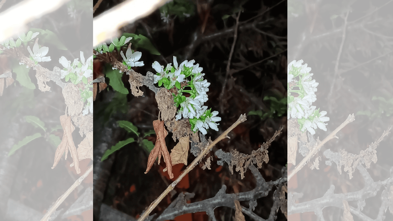 Kiraz ağacı Eylül ayında çiçek açtı!