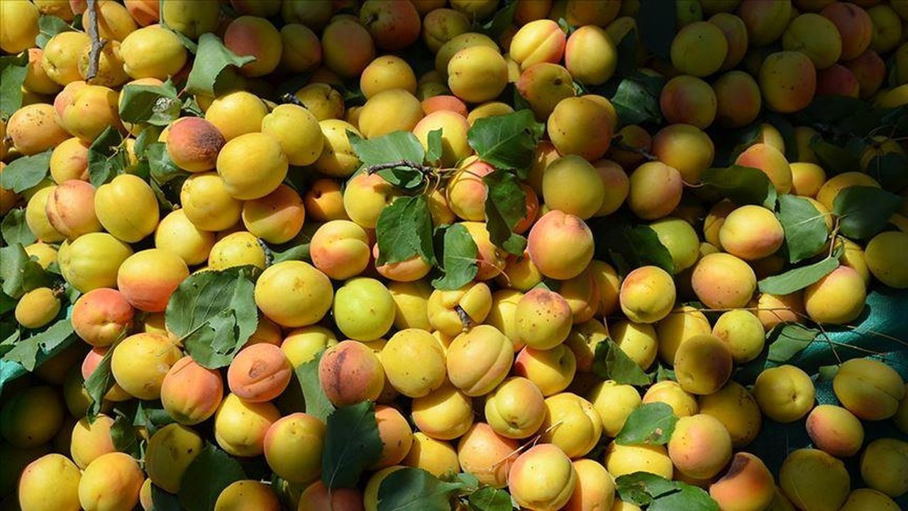 Kayısı üreticisine zirai don zararı ödenecek