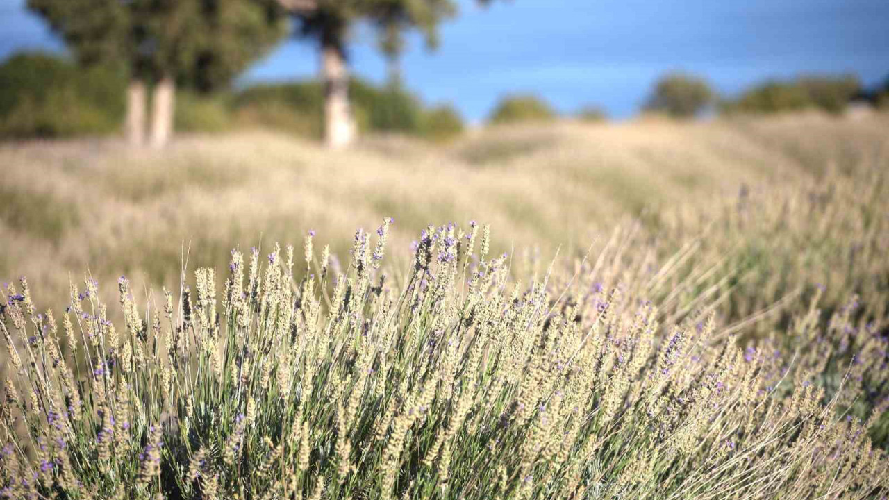 Yağmur suyuyla yetişiyor! Yurt dışına gönderiliyor
