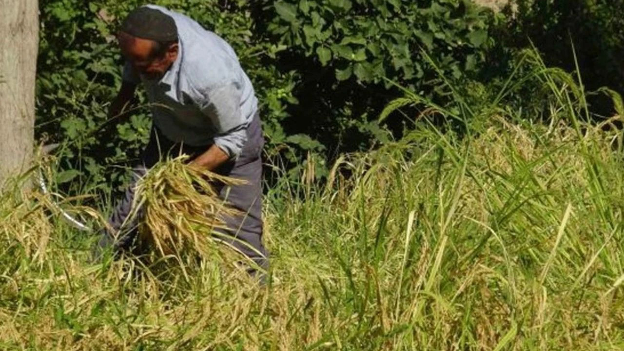 Batman’da asırlardır orakla pirinç hasadı yapılıyor