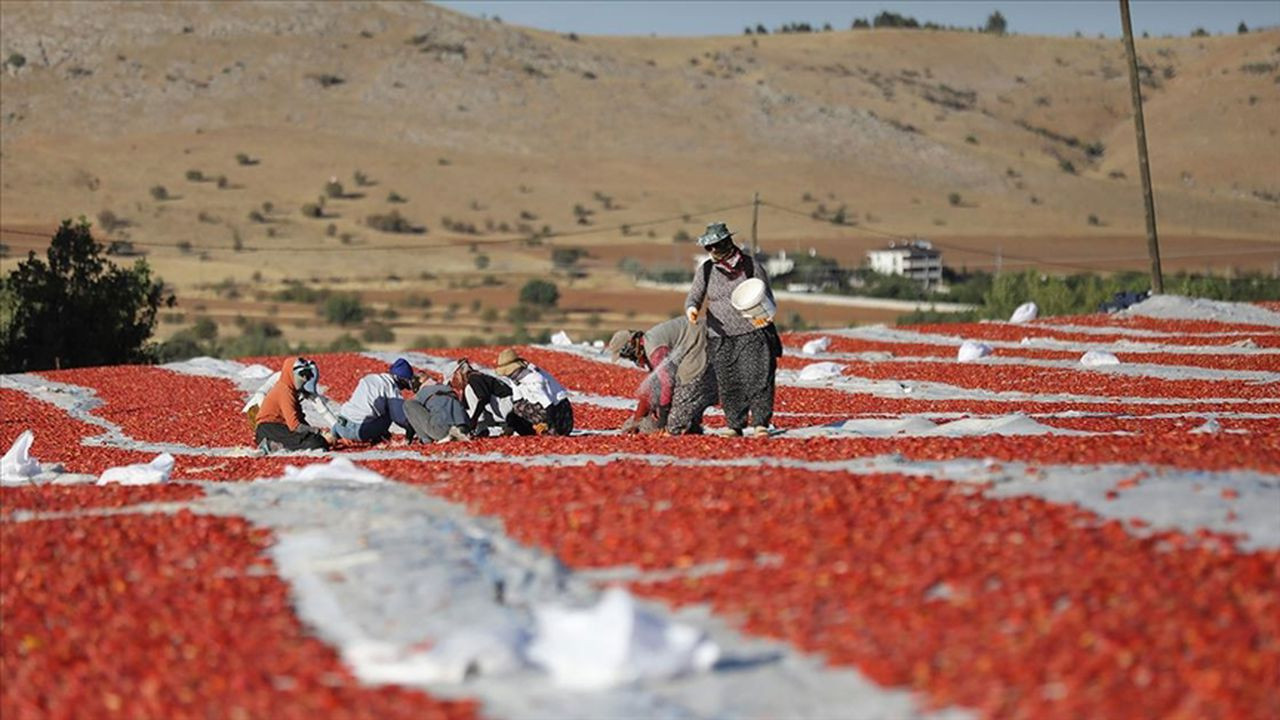 Elazığ'da üretiliyor: Dünya sofralarına misafir oluyor