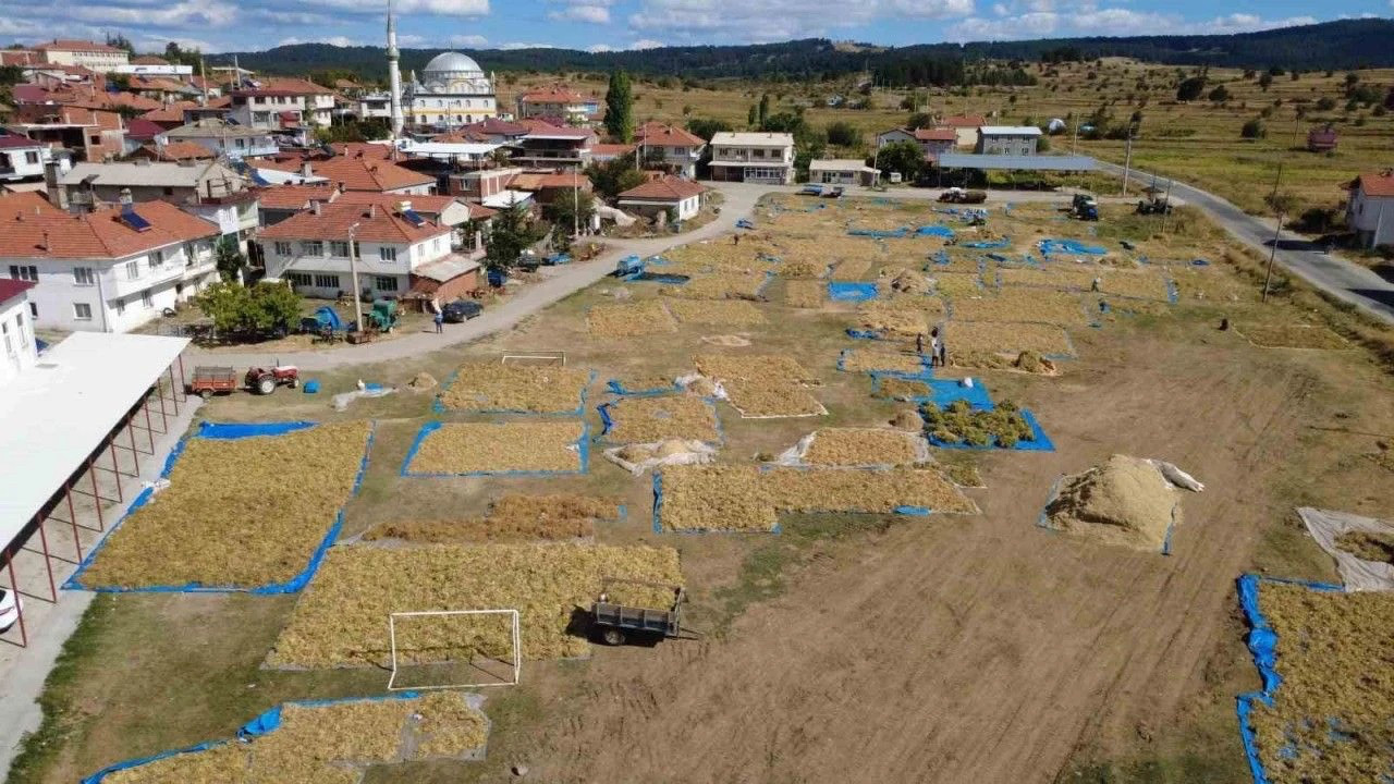 Manisa'da üretiliyor! 120 liraya satılıyor