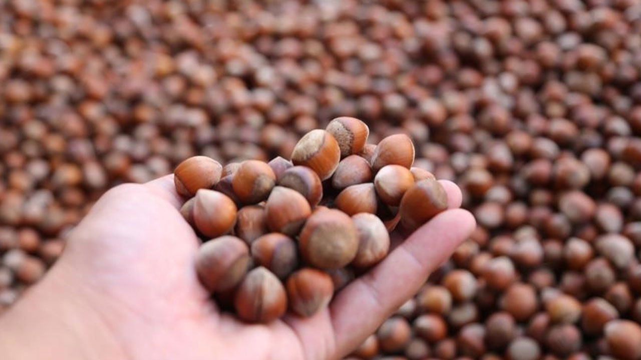 Serbest piyasada fındık fiyatları ne kadar? İşte il il fiyatlar
