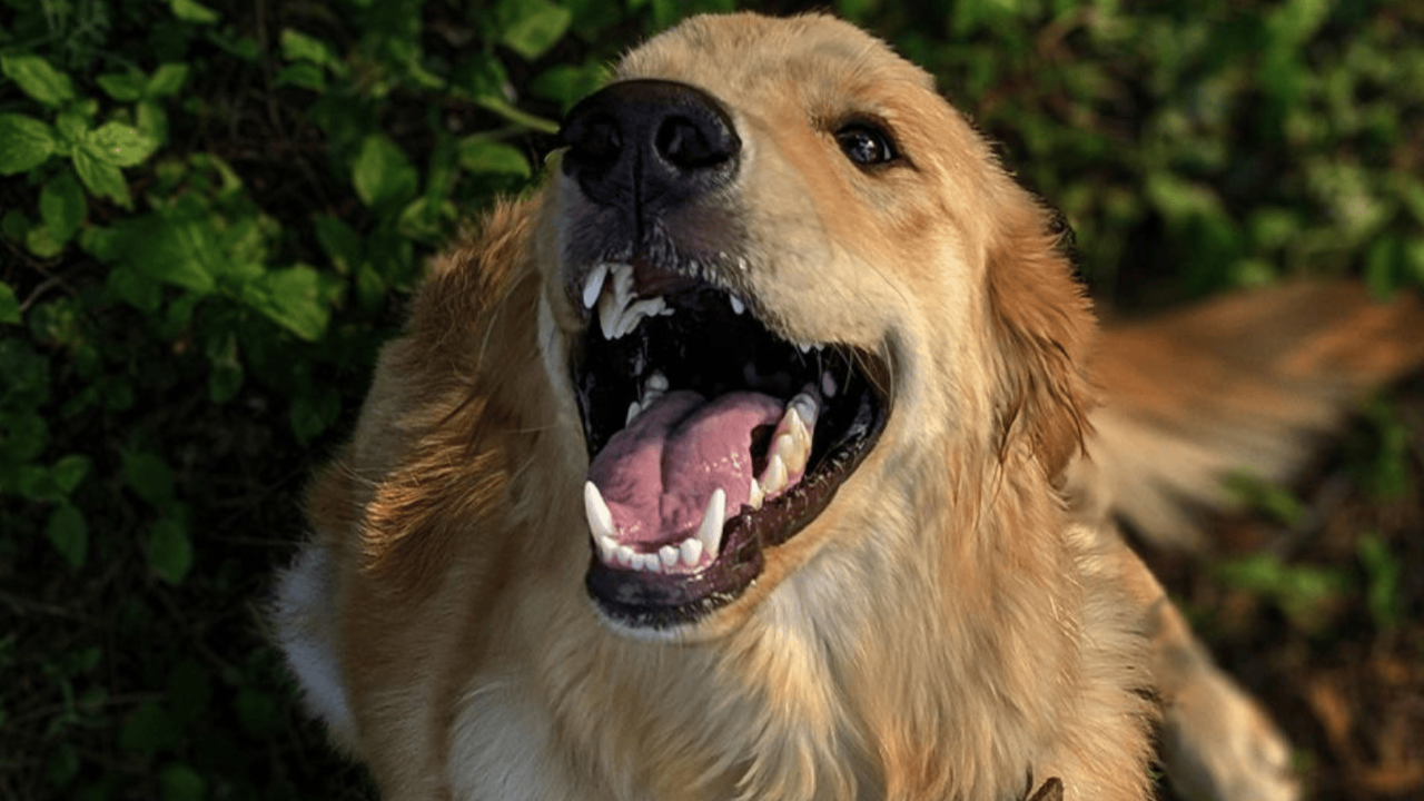 İtalya'da turist köpeklere vergi uygulaması