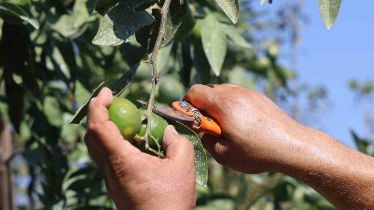 Hatay’ın Samandağ ilçesinde üretiliyor! 30 TL ile 40 TL arasından alıcı buluyor