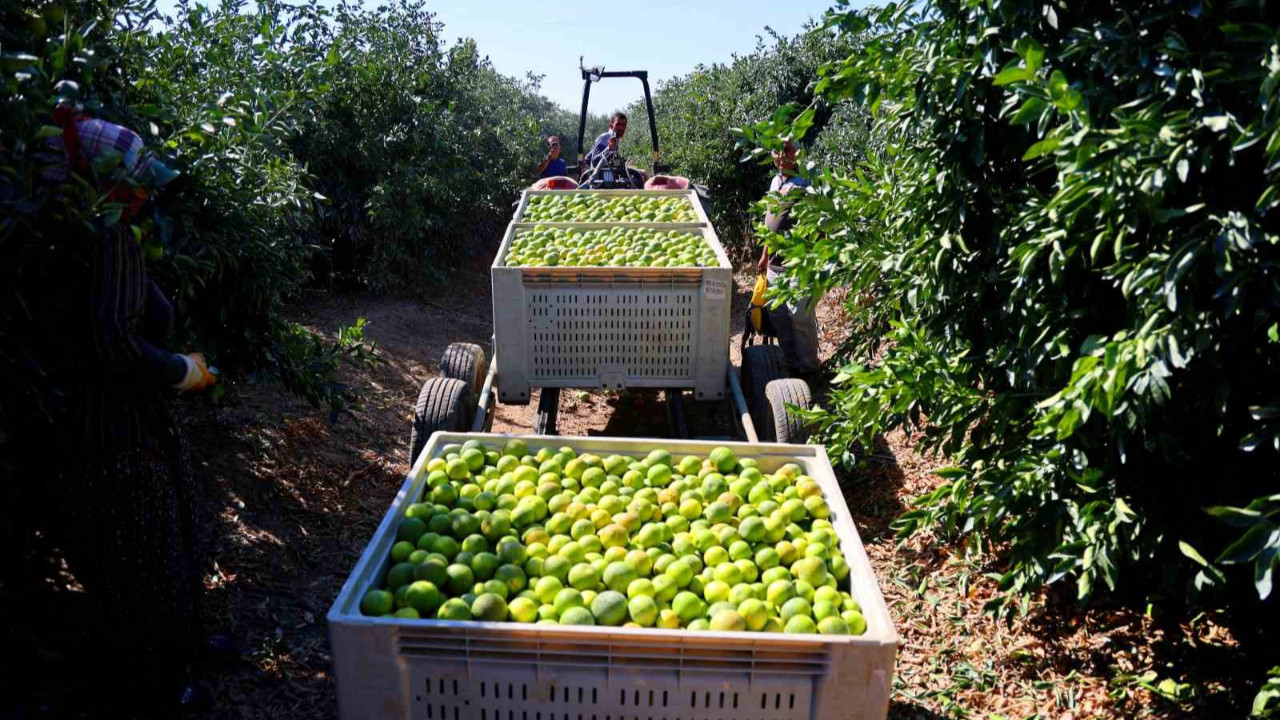 Kilosu 8-15 TL arasında satılıyor! Adana’da üretiliyor