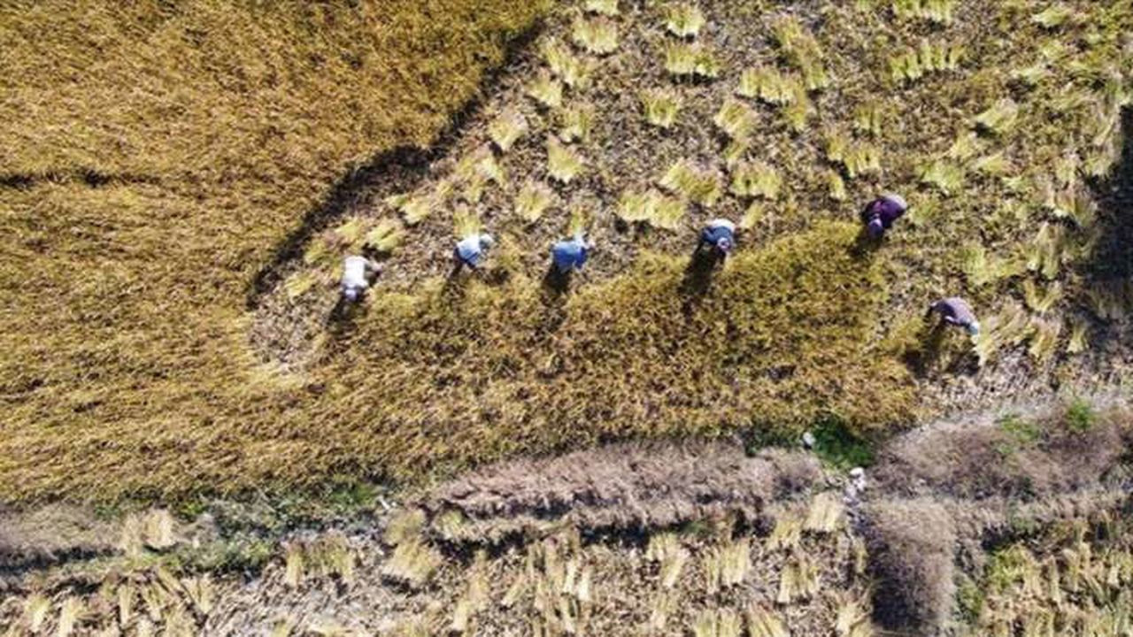 Antalya Manavgat'ta hasadı başladı! Osmanlı kayıtlarında bile bulunuyor