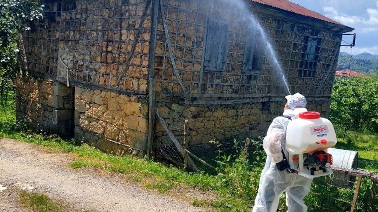Kahverengi kokarca böceğiyle mücadele sürüyor