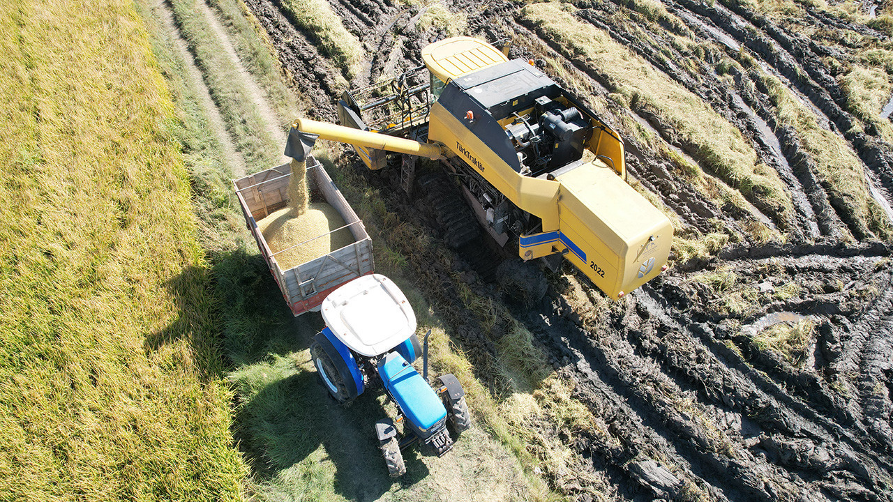 Osmancık pirincinin hasadı başladı