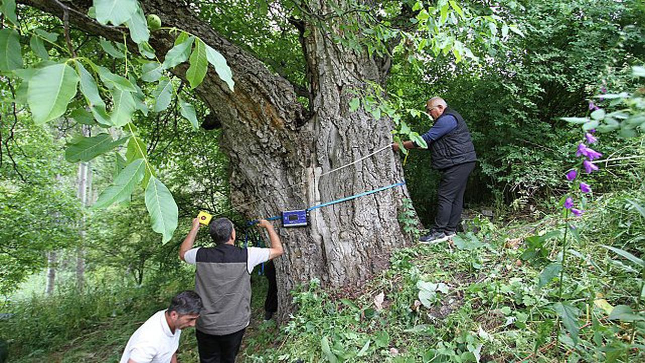 Erzurum Oltu'da: 620 yıllık ceviz ağacında hasat zamanı!