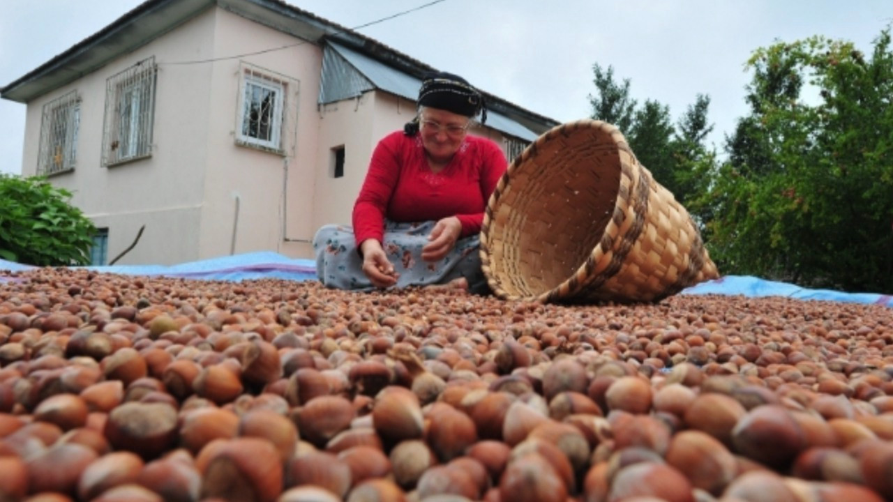 Düzce'de üretiliyor: 15 bin tonu Avrupa ülkelerine gönderildi