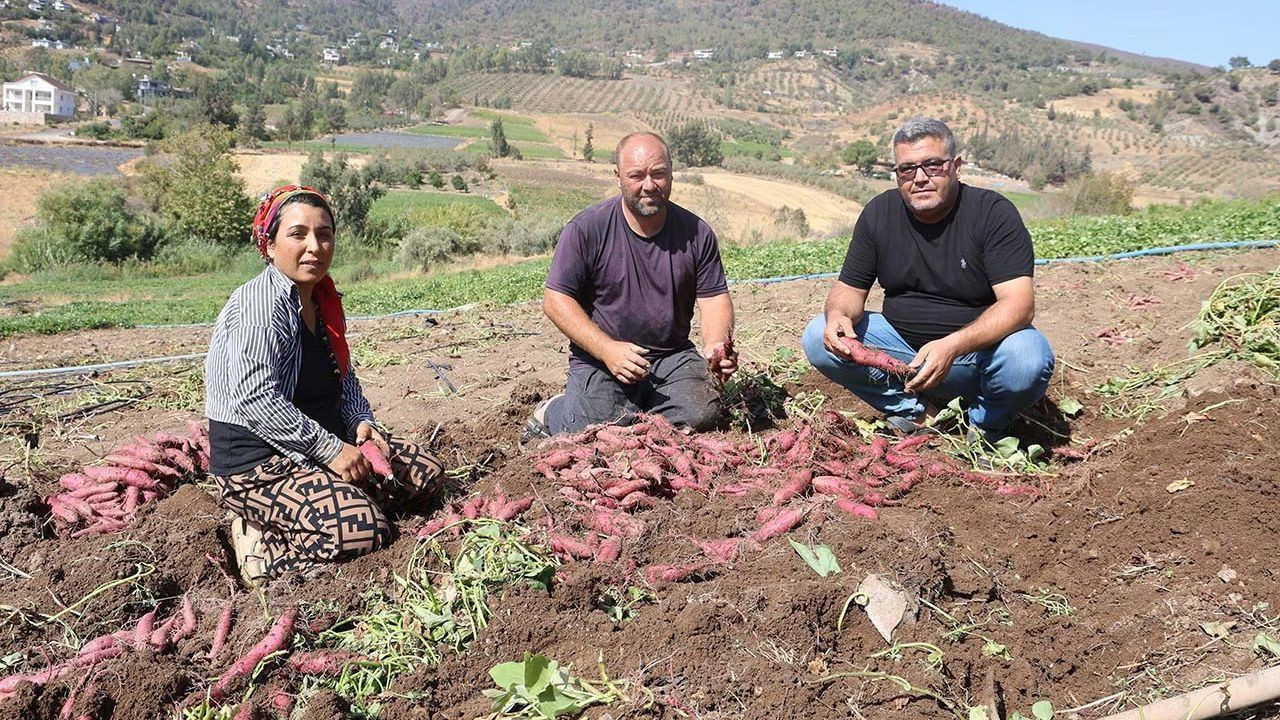 Hatay'da hasadı başladı, 35 TL'den alıcı buluyor