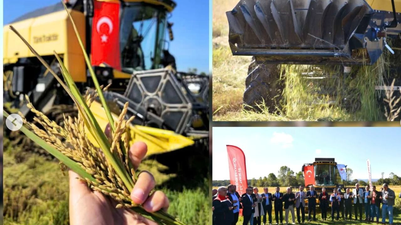 İstanbul Çatalca 'Ormanlı pirinci'yle fark yaratıyor