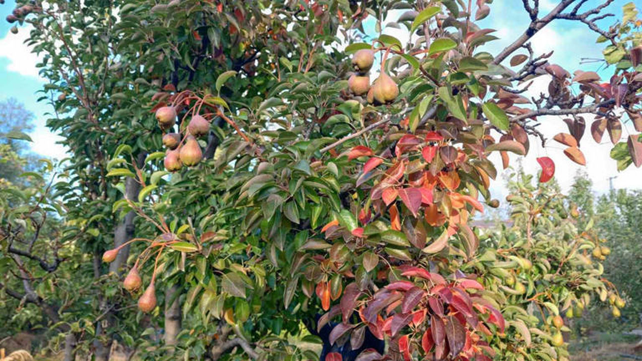 Yozgatlı 60 yıllık çiftçi açıkladı: İlk defa böyle bir şey görüyorum