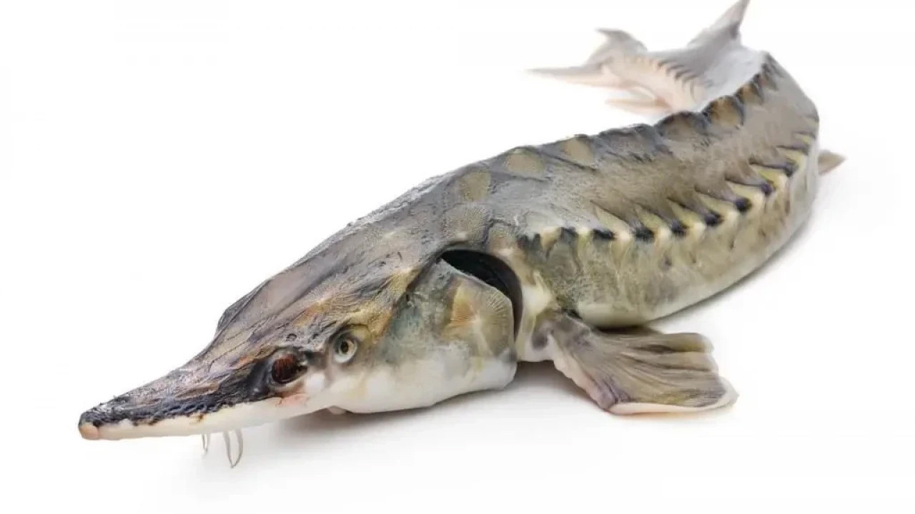 Mersin balığı Rize’ye geri dönüyor