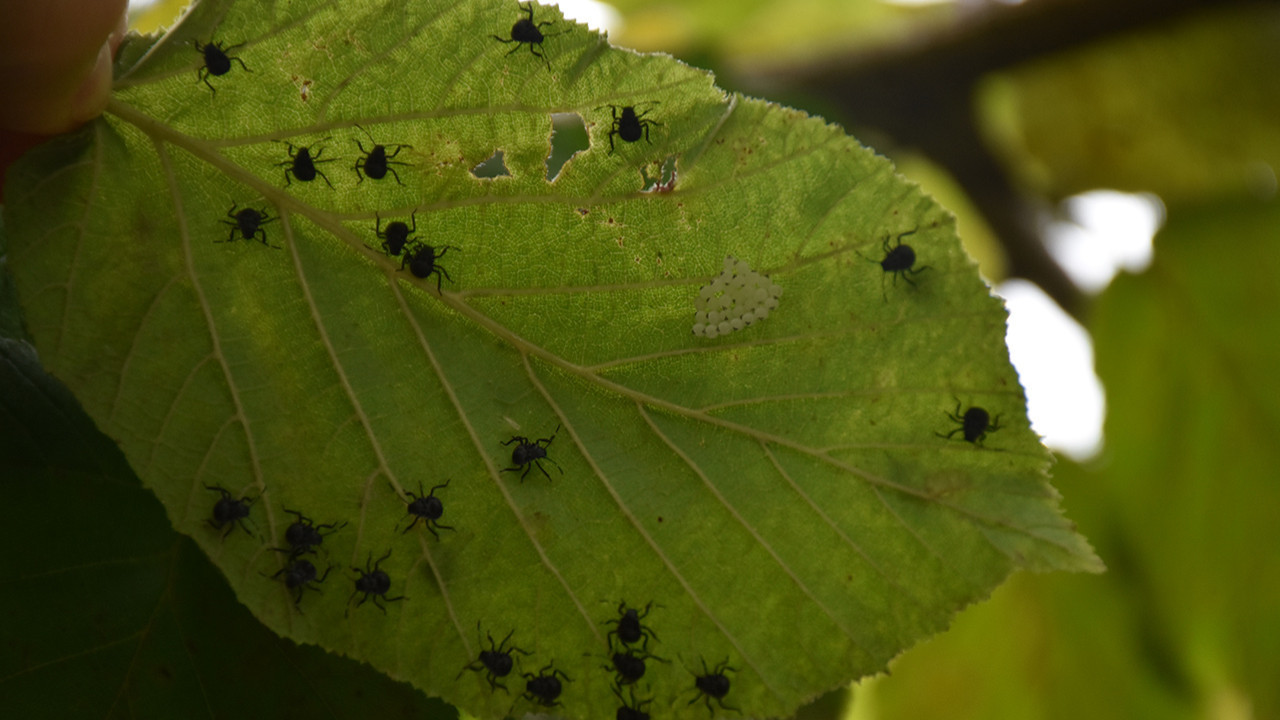Altınordu Ziraat Odası Başkanı Atakan Akça: Topluca önlem alınmazsa kokarca salgını 10 yıl sürebilir
