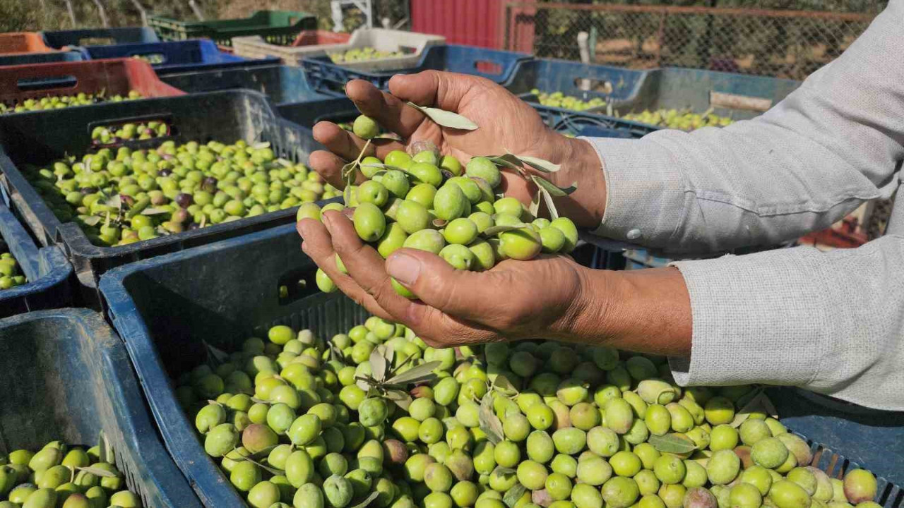 Hatay’da sofralık zeytinin hasadı başladı! Kilogram fiyatı 55 TL bandında gidiyor