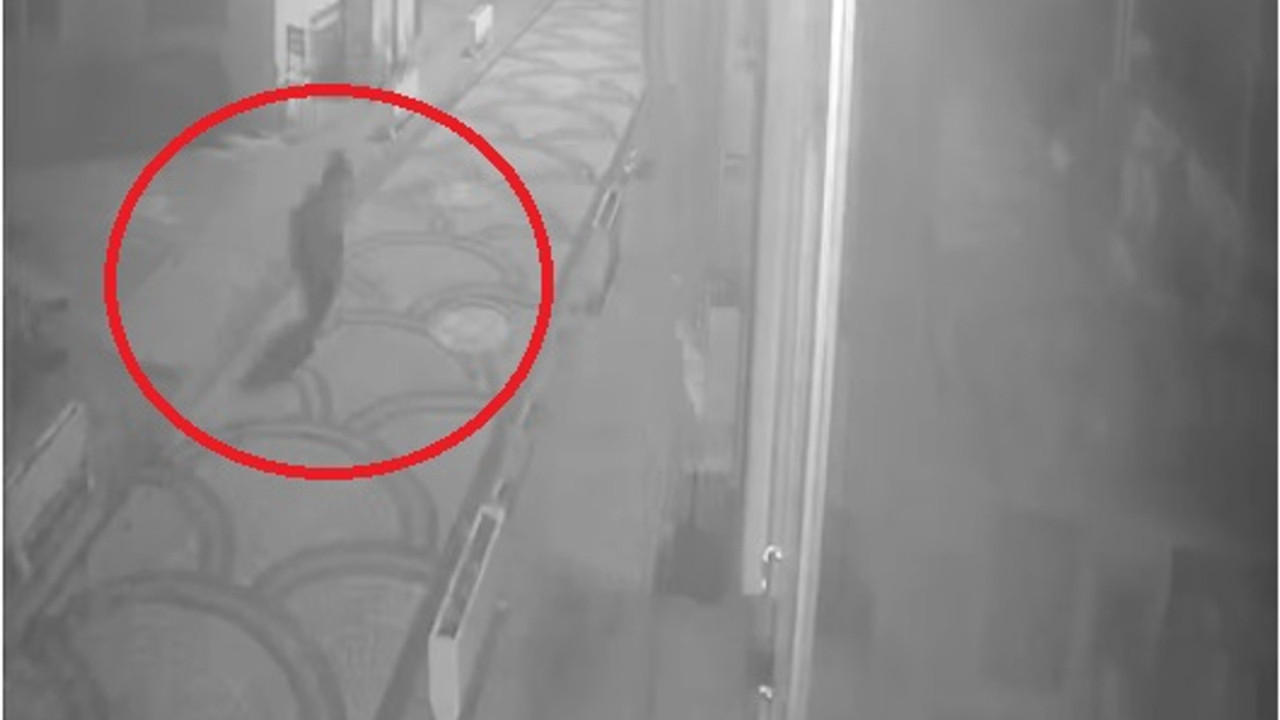 Kastamonu'da aç kalan ayı ilçe merkezine indi