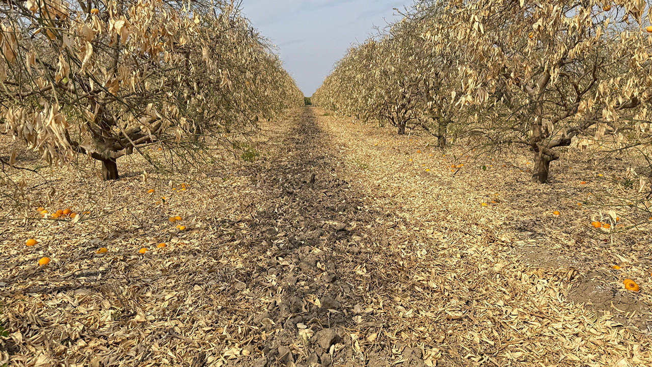 ‘Greyfurt üreticisi de yardım kapsamına alınsın’