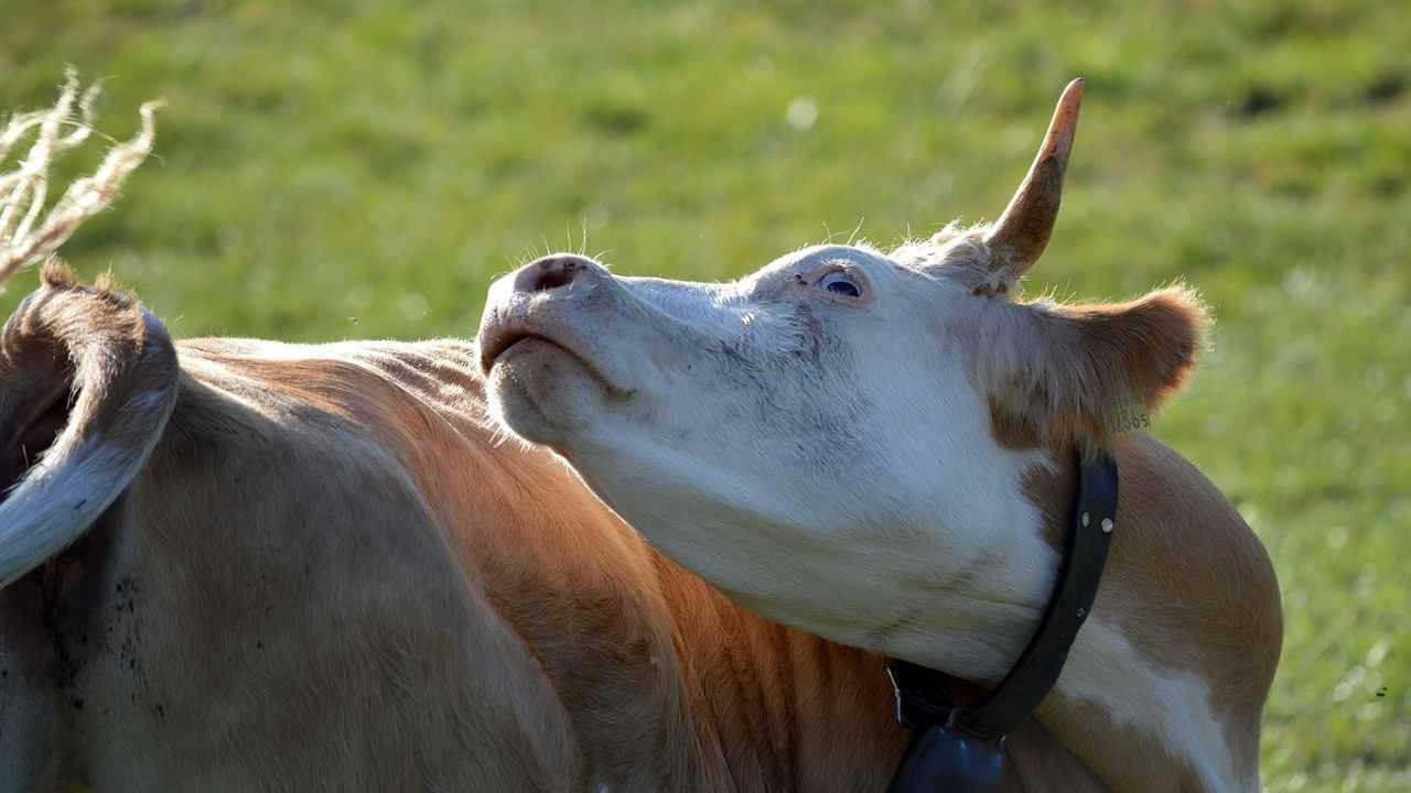 Deli Dana hastalığı nedir? Deli Dana hastalığı nasıl bulaşır ve belirtileri nelerdir?