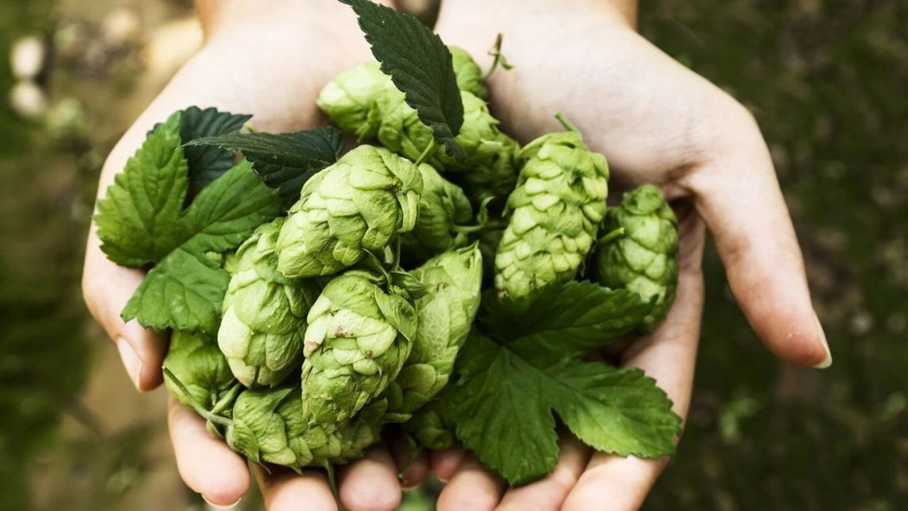 Dünyanın en pahalı sebzesi! Türkiye'de yüzüne bakılmıyor, Avrupa'da kilosu bin Euro