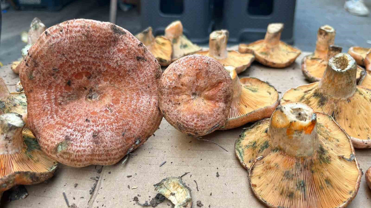 Kilosu 500 liradan satılıyor! Aydın'da toplanıyor