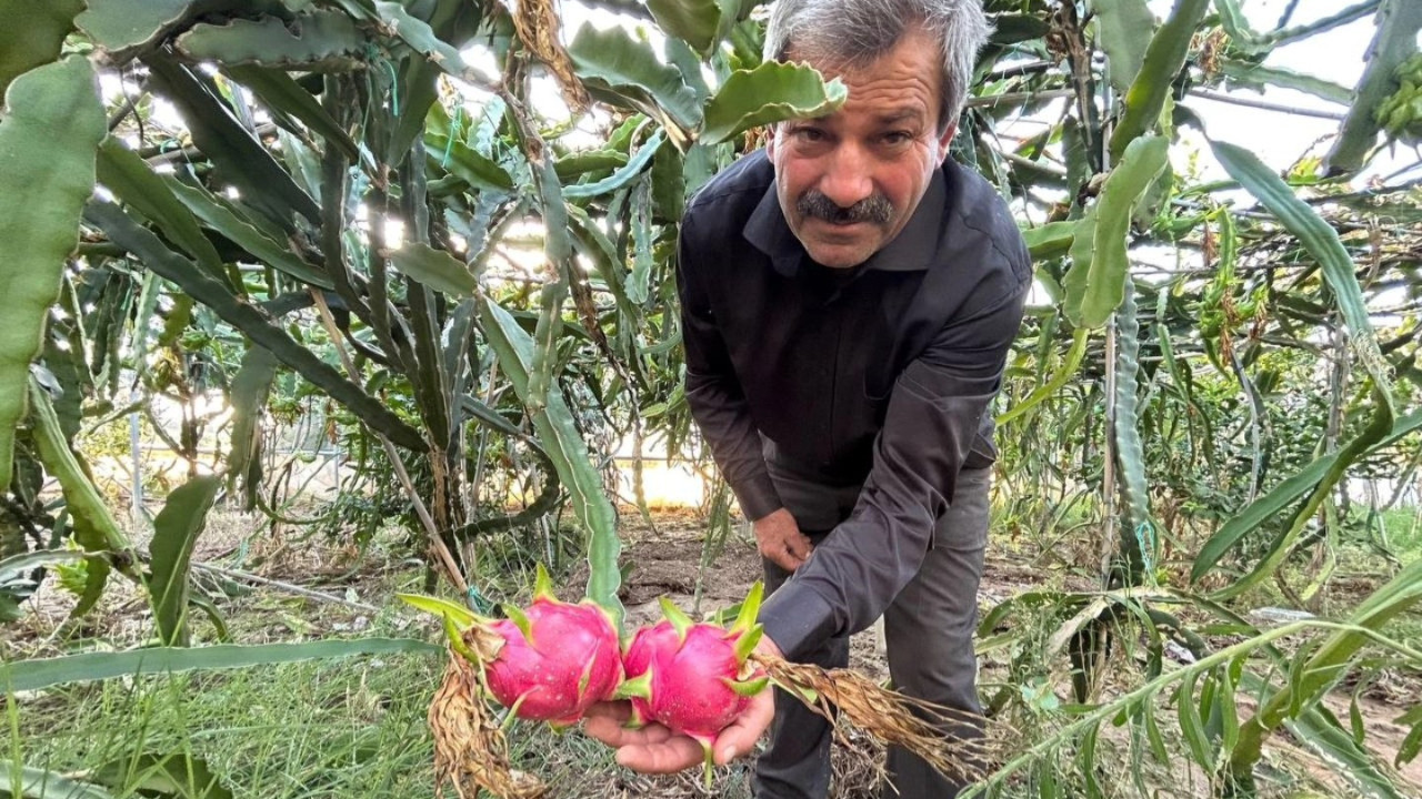 Ejder meyvesi Hatay’ı sevdi
