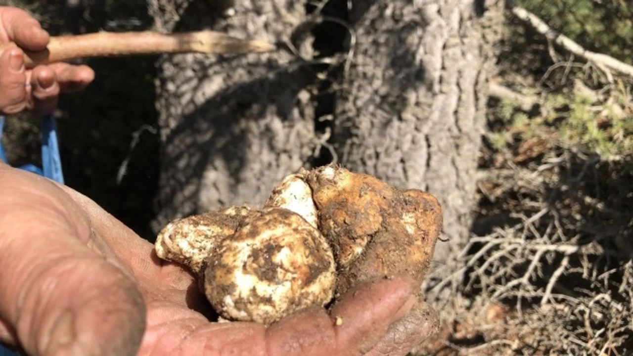 Kilosu etle yarışıyor, Japonların gözdesi! Adana’nın beyaz altını Feke'de toplanıyor