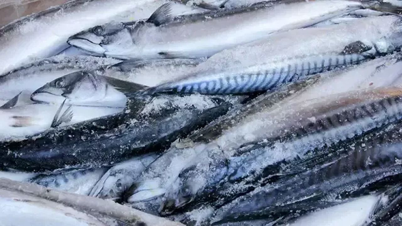 Balık tüketirken dikkat! Balıkçılar uyardı