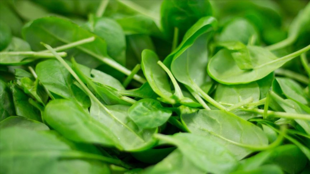 Ispanak yiyenler dikkat! Aynı aileden 11 kişiyi hastanelik oldu