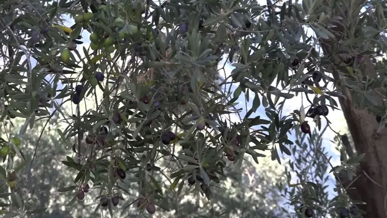 Artvin'de üretiliyor: Ödüllü ürünün kilosu 400 TL'den satılıyor