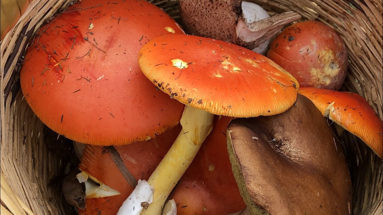 MasterChef’te adı ilk defa duyuldu! Herkes merak ediyor: Padişah mantarı nedir, nasıl tüketilir?