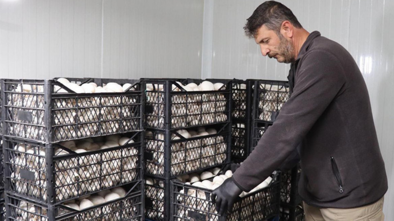 İstanbul'da yöneticiliği bıraktı bu işe başladı! Taleplere yetişemiyor