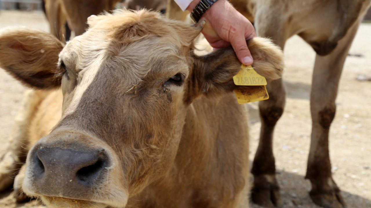 ‘Şap Türkiye’ye 4,1 milyar dolar zarar veriyor’