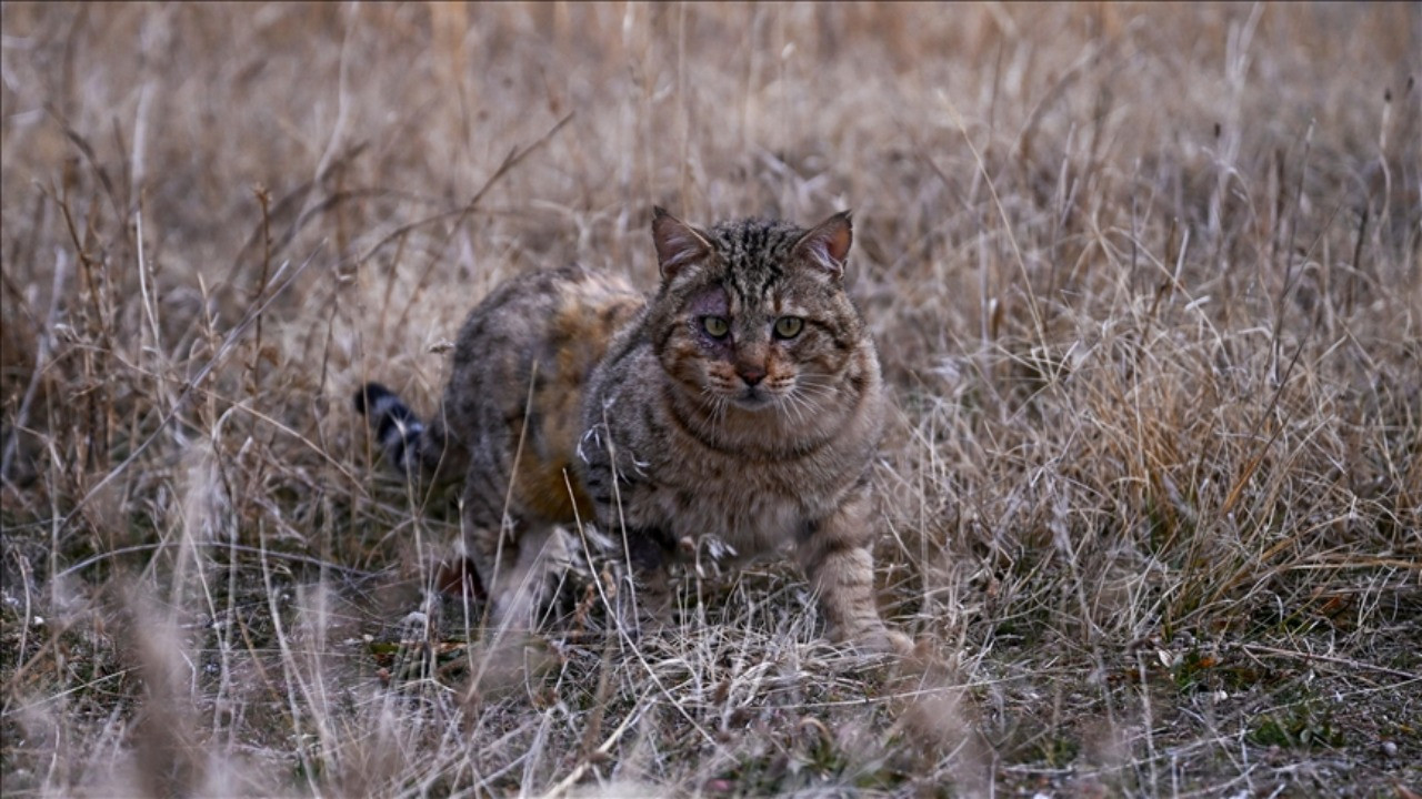 2050’ye kadar 2.5 milyon kedi öldürülecek!