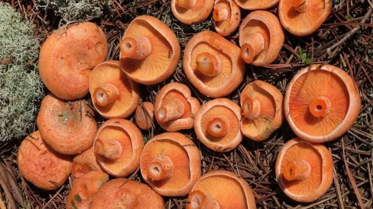 Mantar toplayanlar dikkat! Uzman isimden kritik uyarı