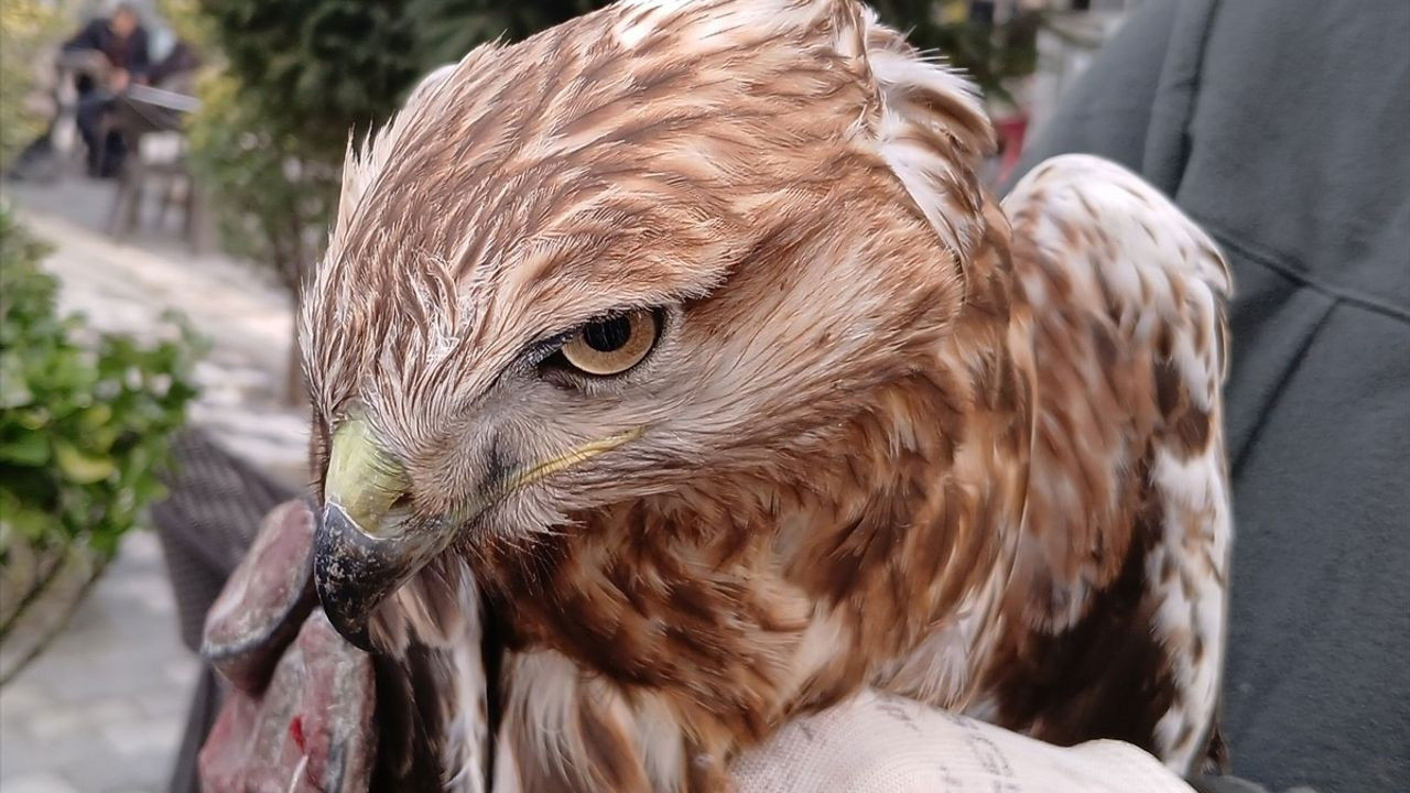 Amasya'da yaralı bulundu! Koruma altına alındı