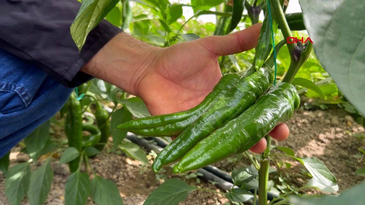 Türkiye'nin en acı biberi! Hasat için geri sayım