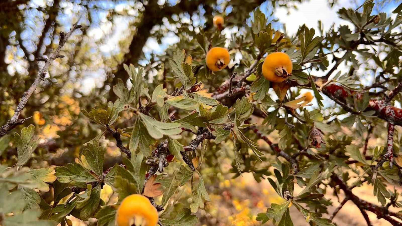Aydın'da vatandaşlar ilgi gösteriyor! İşte alıç meyvesinin faydaları