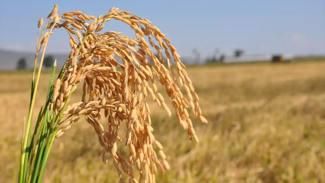 Çeltik fiyatı düştü, pirinç fiyatı arttı