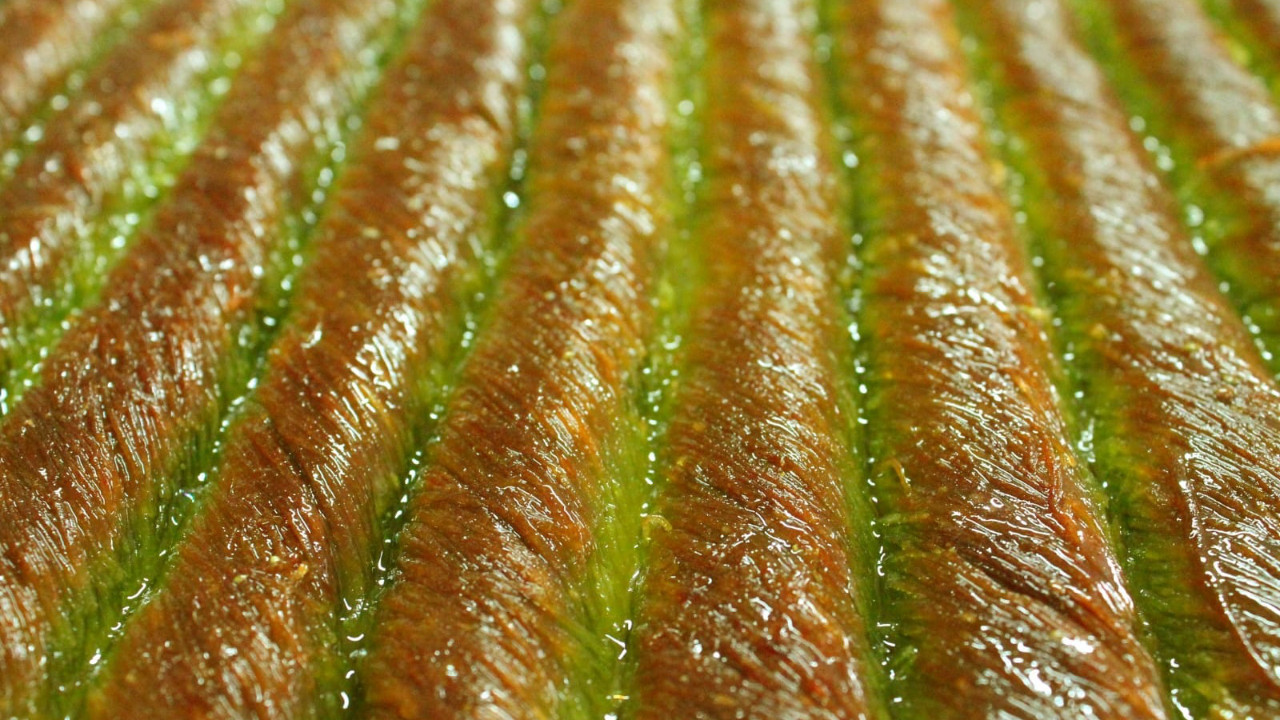 Dünyanın en uzunu Bingöl'de yapıldı! Guinness'e başvuru süreci başladı