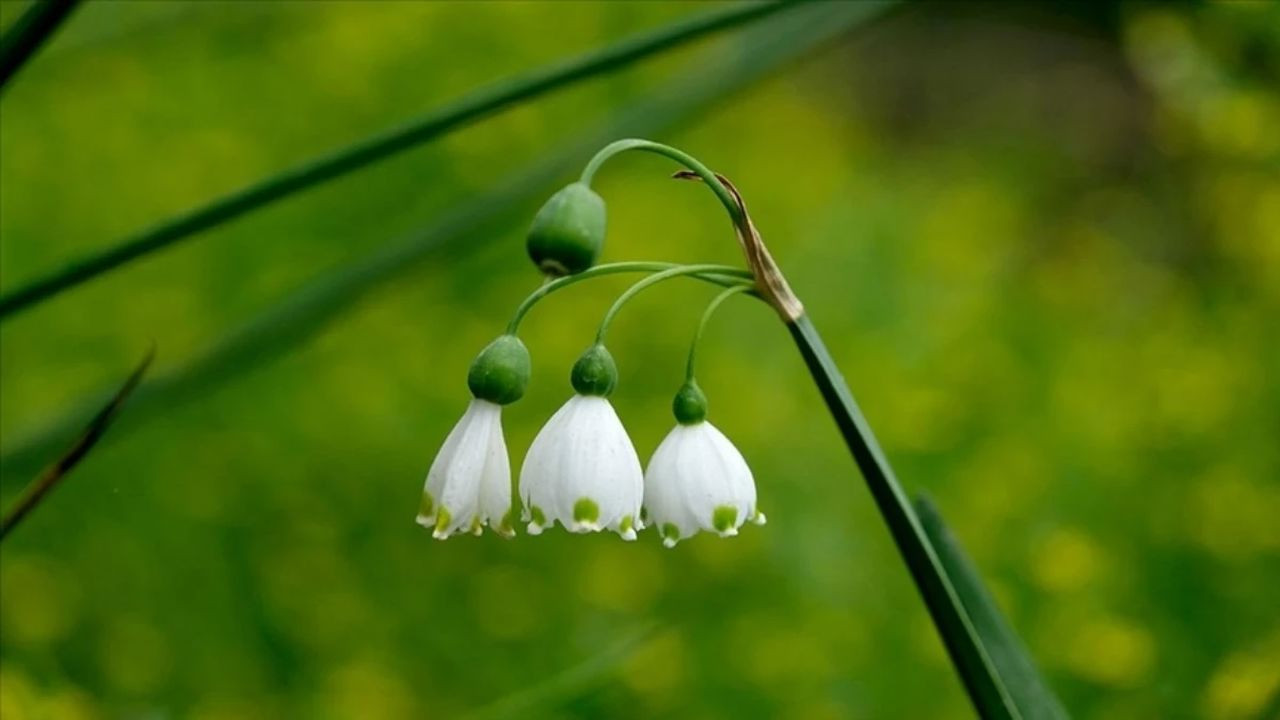 İhracatı yasaklanan çiçekler belli oldu! Resmi Gaz…