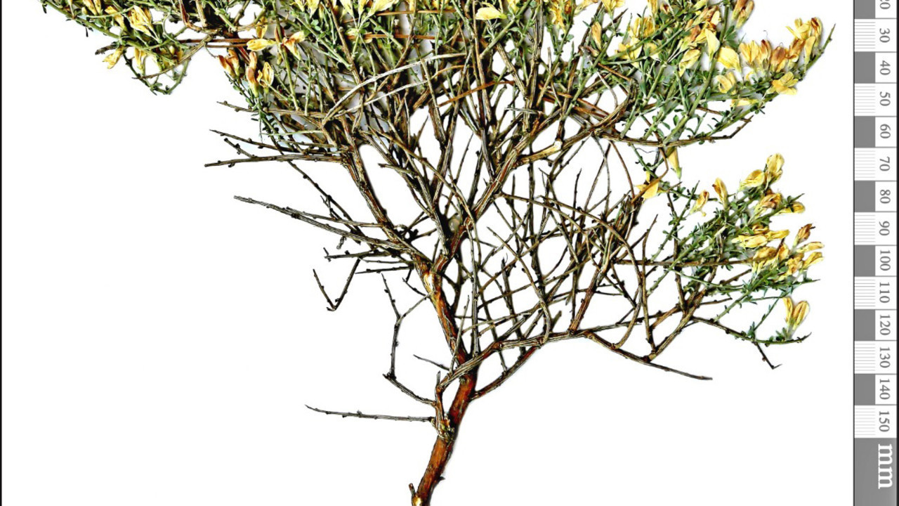 Karaman'ın Ermenek ilçesinde keşfedildi