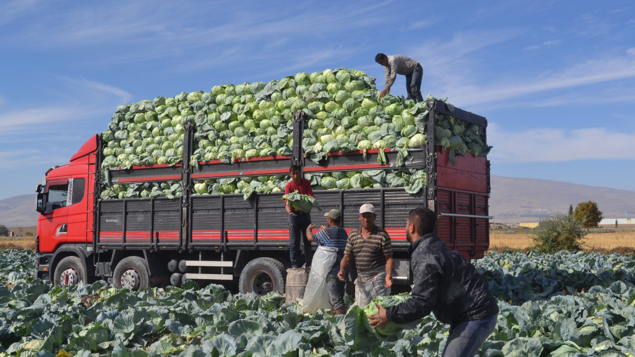 Tarlada tanesi 20 liraya satılıyor! Üretimin yüzde 20'sini Niğde yapıyor