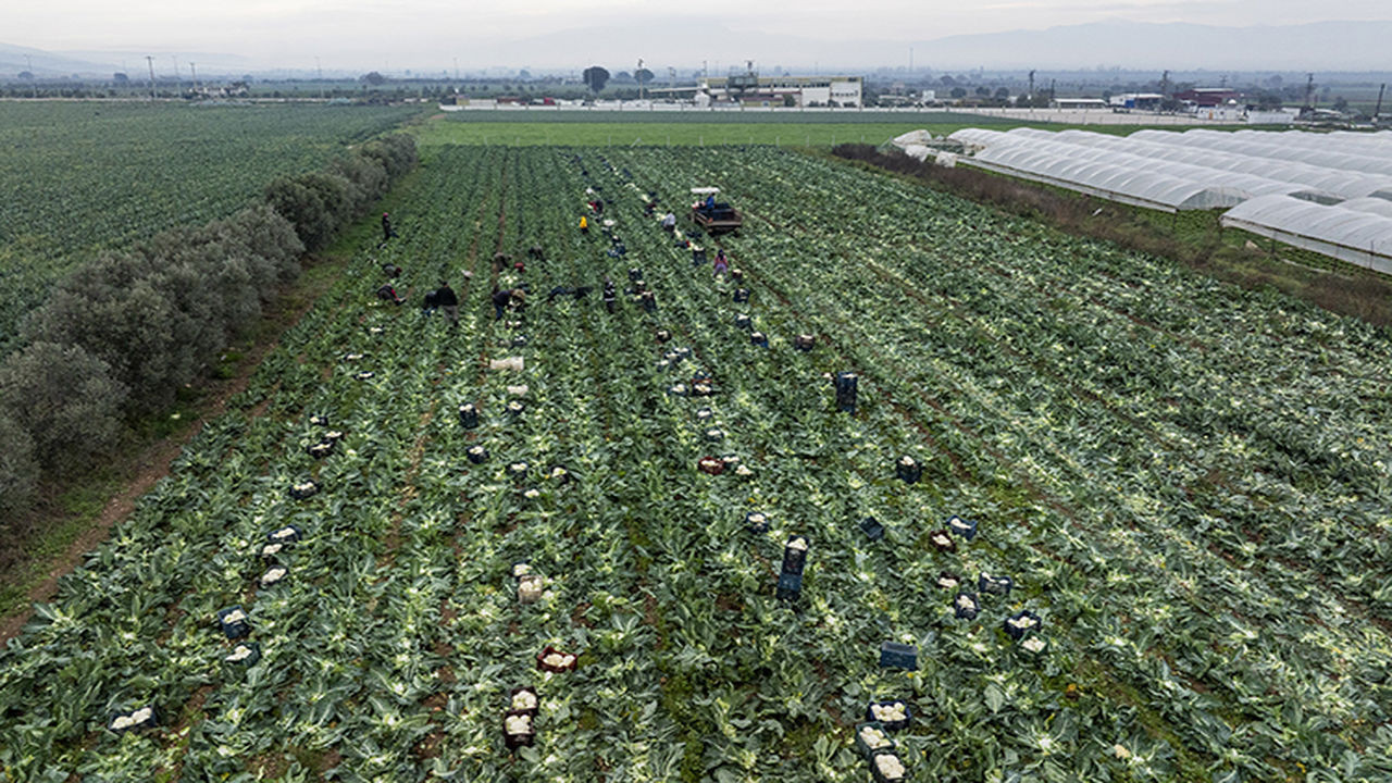 İzmir'de yeşil altın üretiliyor: 40-50 TL'ye satıl…
