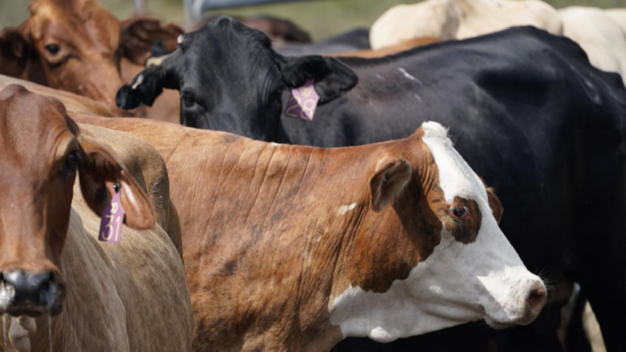 Kars'ta devlet desteğiyle kuruldu!
