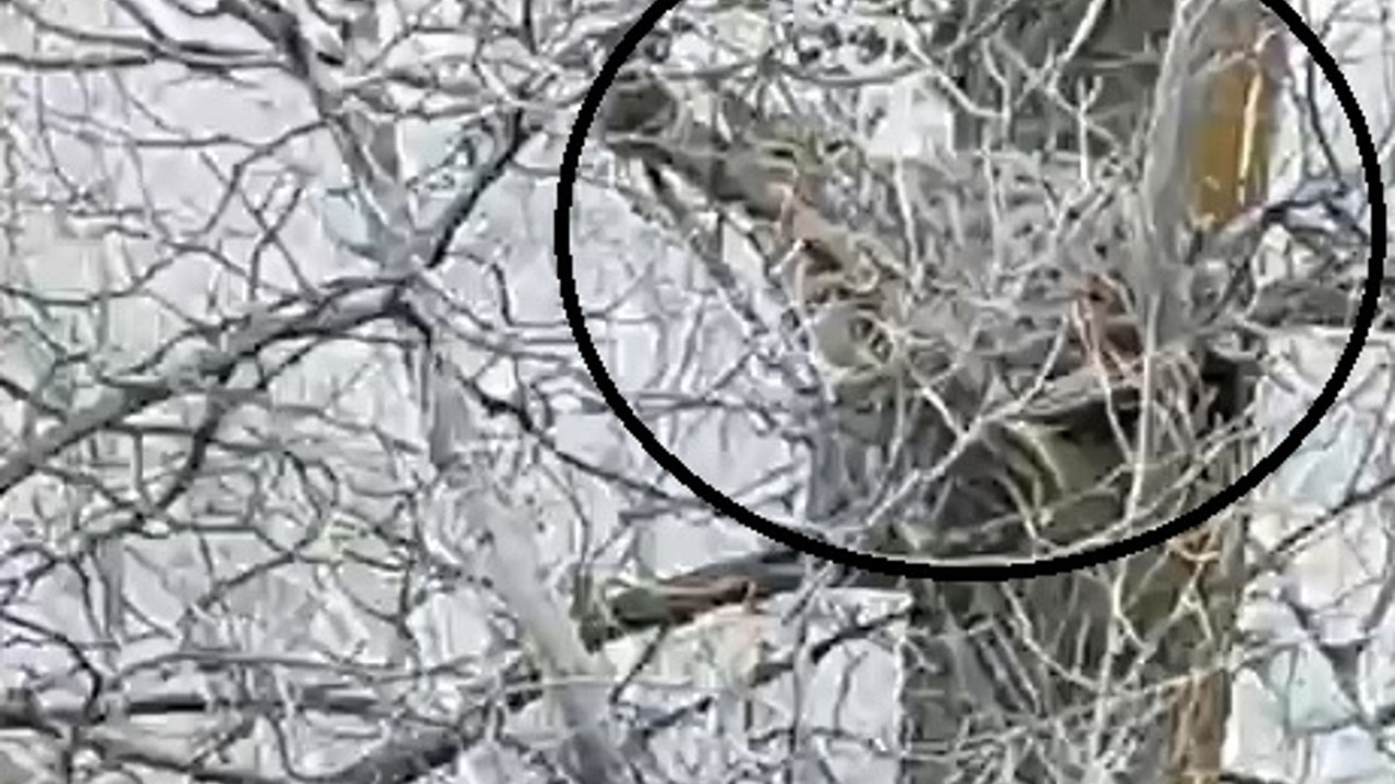 Nesli tehlike altında! Sivas Yıldızeli'nde görüntülendi