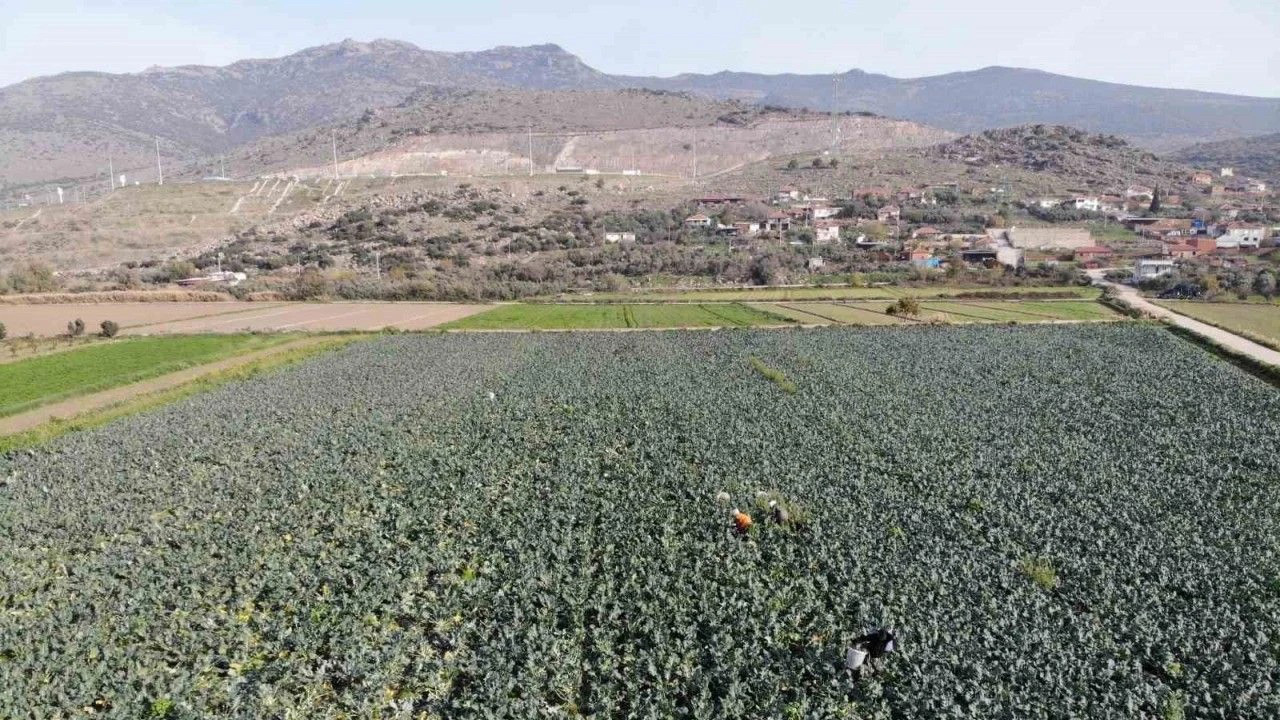 Türkiye’nin dört bir yanına gönderiliyor! İzmir’de 15 liraya satılıyor