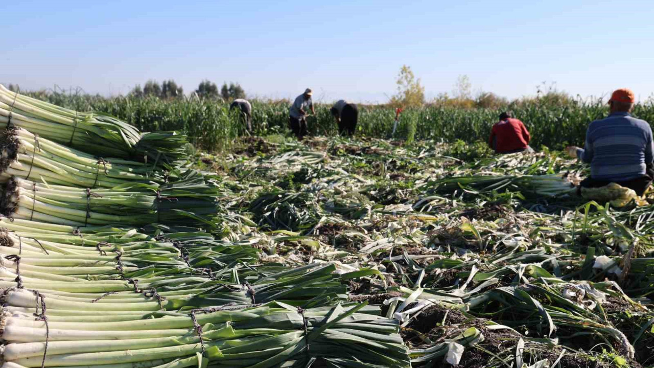 Adana’nın Kozan ilçesinde üretiliyor! 20-22 TL’den alıcı buluyor